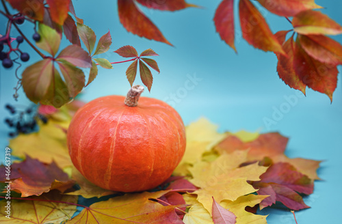 Autumn composition. One orange pumpkin on a blue background. Around the pumpkin there are leaves of wild grapes and maple. Thanksgiving or Halloween concept.