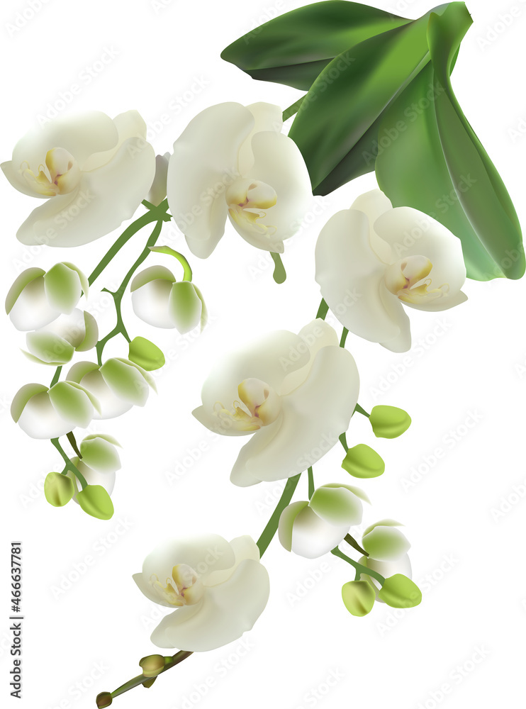 Fototapeta premium isolated pure white orchid with two branches
