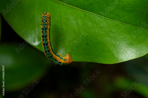Beautiful yellow caterpillar on a leaf with some parts in focus

