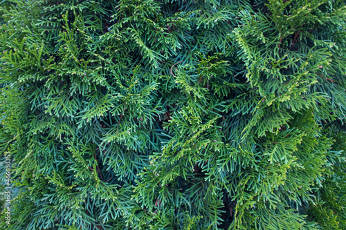 Branch of a coniferous tree. Close up photo 
