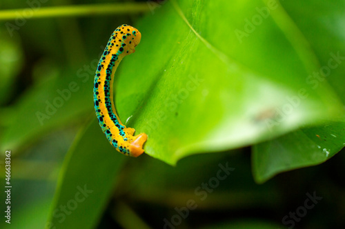Beautiful yellow caterpillar on a leaf with some parts in focus
