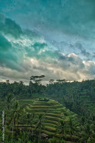 Morning atmosphere at Tegalalang Bali