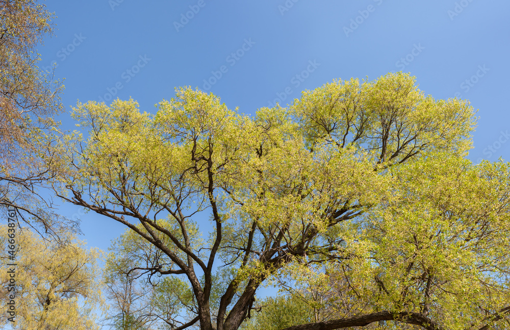 foliage trees in spring foliage trees in spring