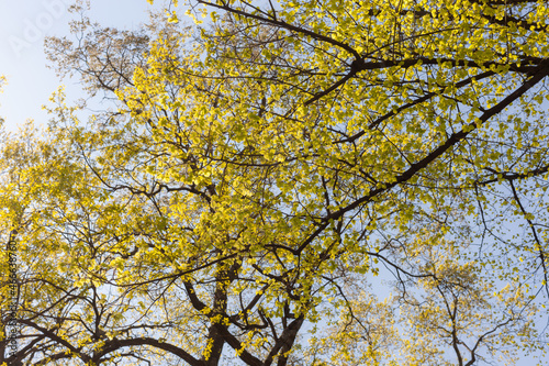 foliage in spring