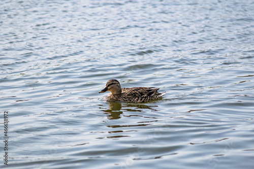 duck in the water