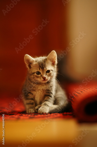 Cute turtle kitten sits on red carpet indoors.