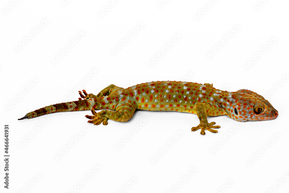 Naklejka premium A gecko seen from the side, isolated on a white background