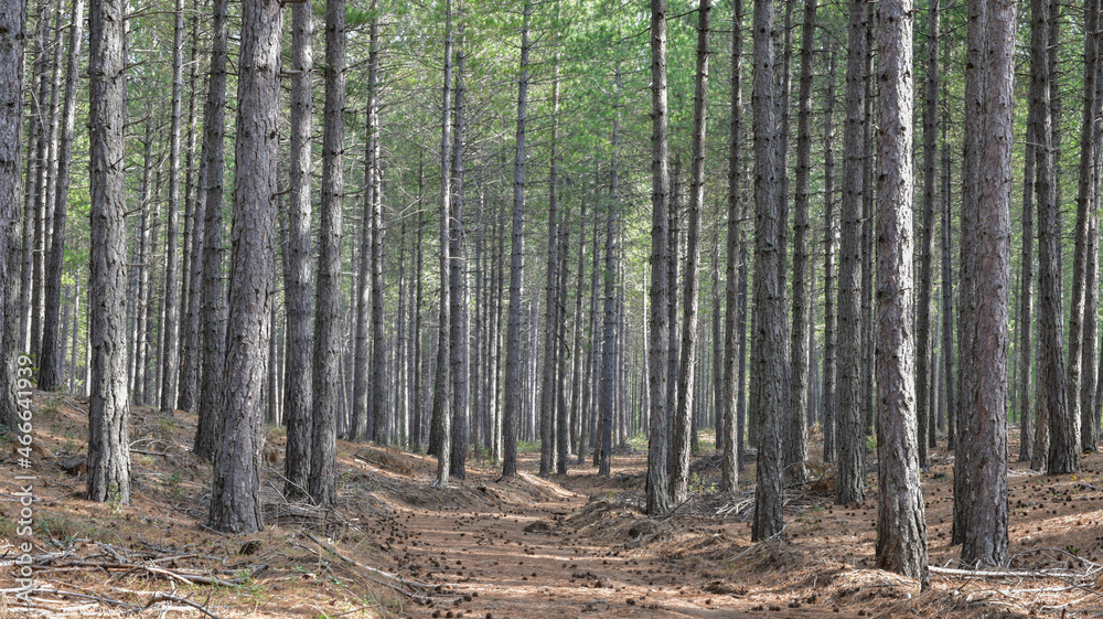 Obraz premium Forest Road 