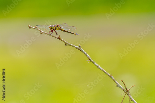 A dragonfly perched on a twig in a meadow, on a warm day, copy space and nature concept photo