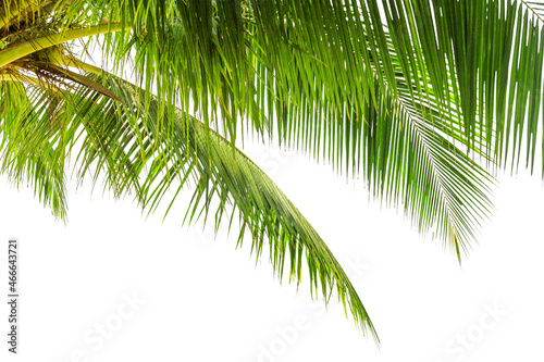 Green palm tree leaves white background isolated closeup, coconut palm leaf, palms branches, palm frond, tropical foliage decoration, exotic plant pattern, frame, border, design element, copy space