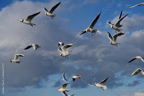 fliegende Möven © StG Stockfoto