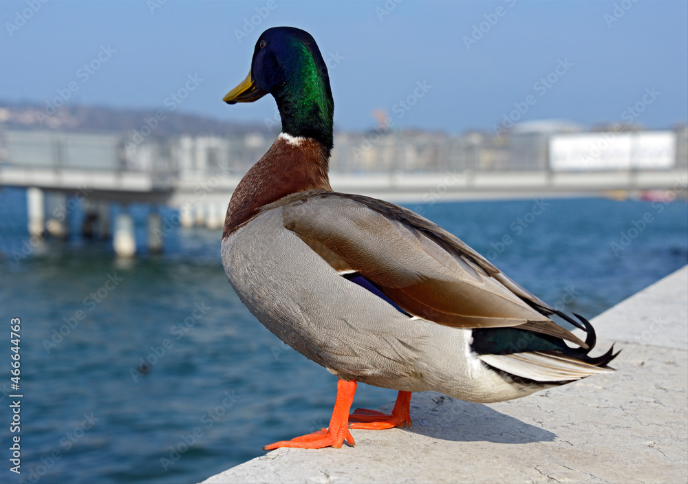 Mallard male - wild duck resting on the breakwater wall next to Mont Blanc bridge, Lake Geneva, Geneva, Switzerland, Europe