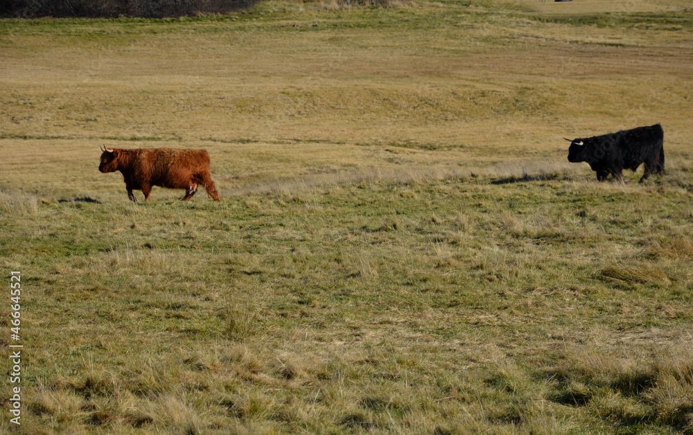 Scottish Highland Cattle is a very hard and hardy breed of cattle. From its name it is clear that it comes from Scotland. it grazes freely and treats meadows and eroded banks of the stream