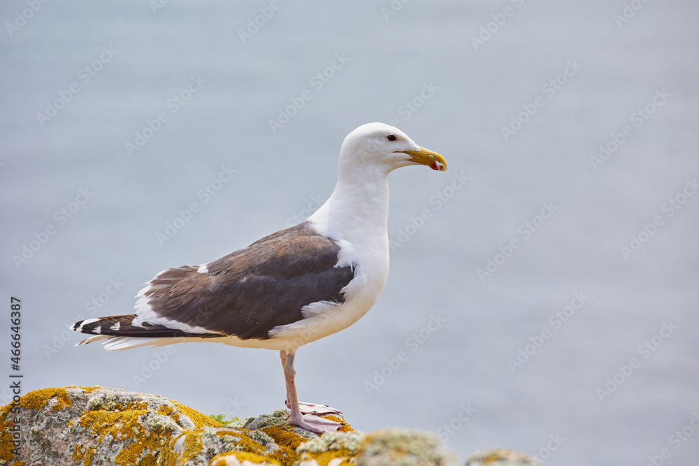 seagull looking at the ocean from a rock. Saltee Island. Ireland seagull looking at the ocean from a rock. Saltee Island. Ireland