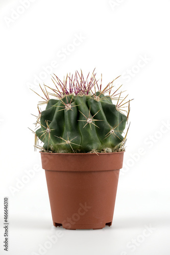 Ferocactus latispinus in small platik pot on white background