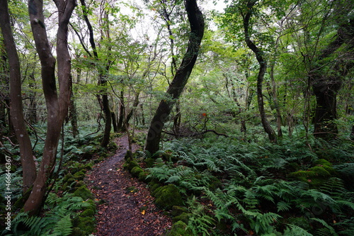 a path through an autumn forest