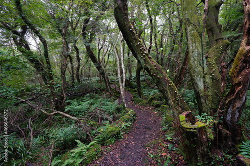 a path through an autumn forest