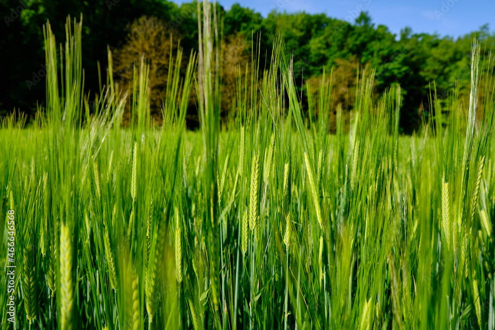 detail of the ears of wheat in the crop field detail of the ears of wheat in the crop field
