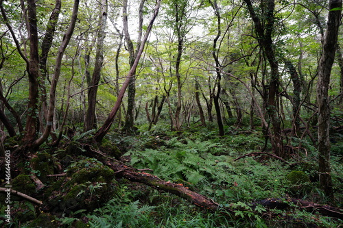 untouched primeval forest, vines and old trees