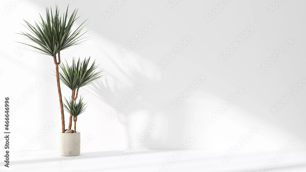 Dracaena loureiri plant in the pot set beside the wall with sun light shine in showing beautiful shadow on white empty wall. Background, mockup, backdrop, Green, houseplant decoration, Asian, Tropical Dracaena loureiri plant in the pot set beside the wall with sun light shine in showing beautiful shadow on white empty wall. Background, mockup, backdrop, Green, houseplant decoration, Asian, Tropical