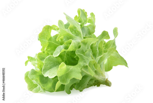 Green oak lettuce on white background