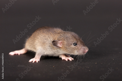 baby rat on a black background