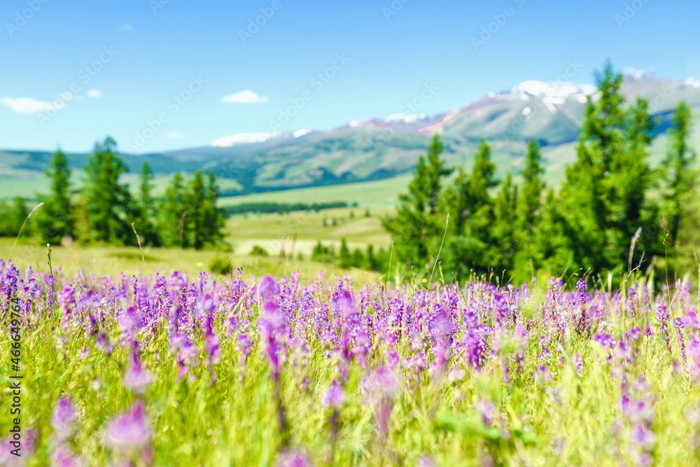 meadow with flowers in Altay, Russia