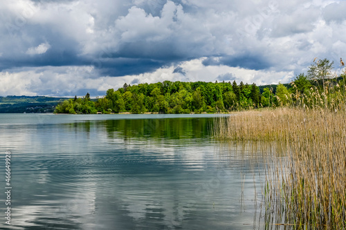 Mosen  Aesch  Hitzkirch  Hallwilersee  Seeufer  Uferweg  Wasserpflanzen  Naturschutz  Boote  Schiffssteg  Wassersport  Seerundfahrt  Sommer  Luzern  Schweiz