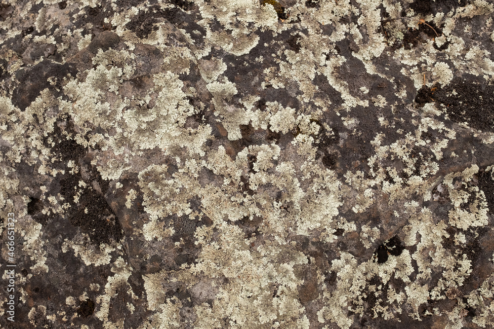 The texture of a natural stone wall with lichen. The texture of a natural stone wall with lichen.