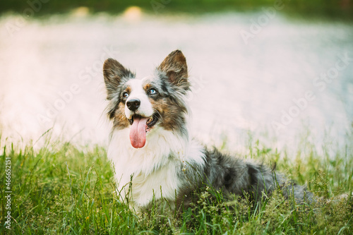 Funny Blue Merle Cardigan Welsh Corgi Dog Playing In Green Summer Grass At Lake In Park. Welsh Corgi Is A Small Type Of Herding Dog That Originated In Wales. Close Up Portrait