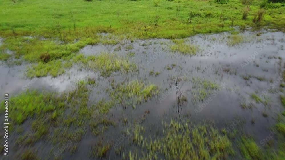 swamps and puddles on the edge of a tropical forest swamps and puddles on the edge of a tropical forest