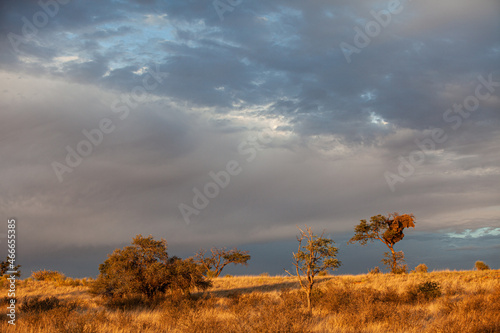 Canvas Print Sociable Weaver's nest in bug tree in the Kalahari, South Africa