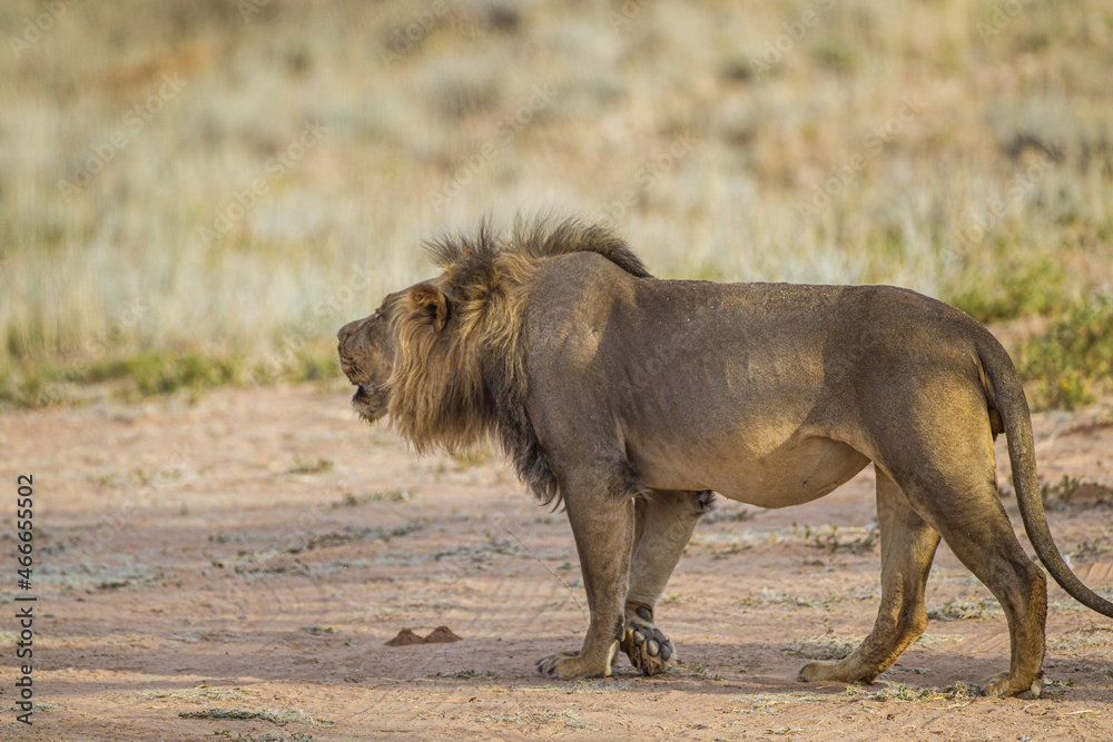 Young black-maned lion calling at a water hole in the Kalahari desert, South Africa Young black-maned lion calling at a water hole in the Kalahari desert, South Africa