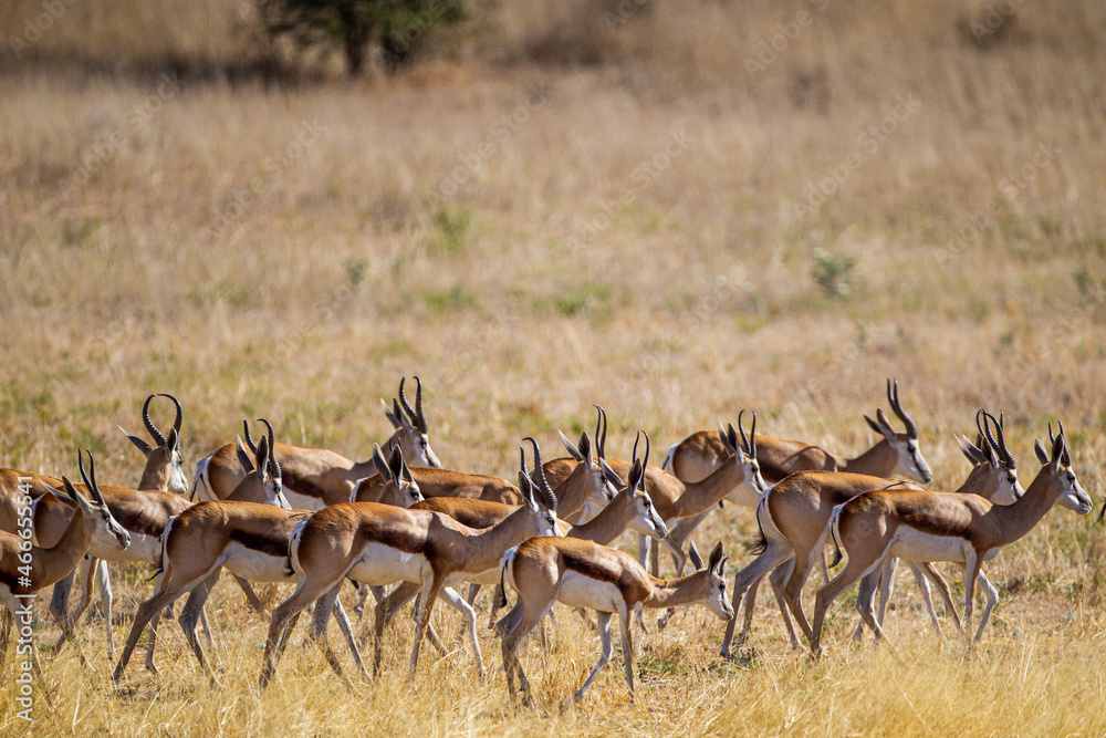 Springbuck congregating around a waterhole in the Kalahari desert, South Africa Springbuck congregating around a waterhole in the Kalahari desert, South Africa