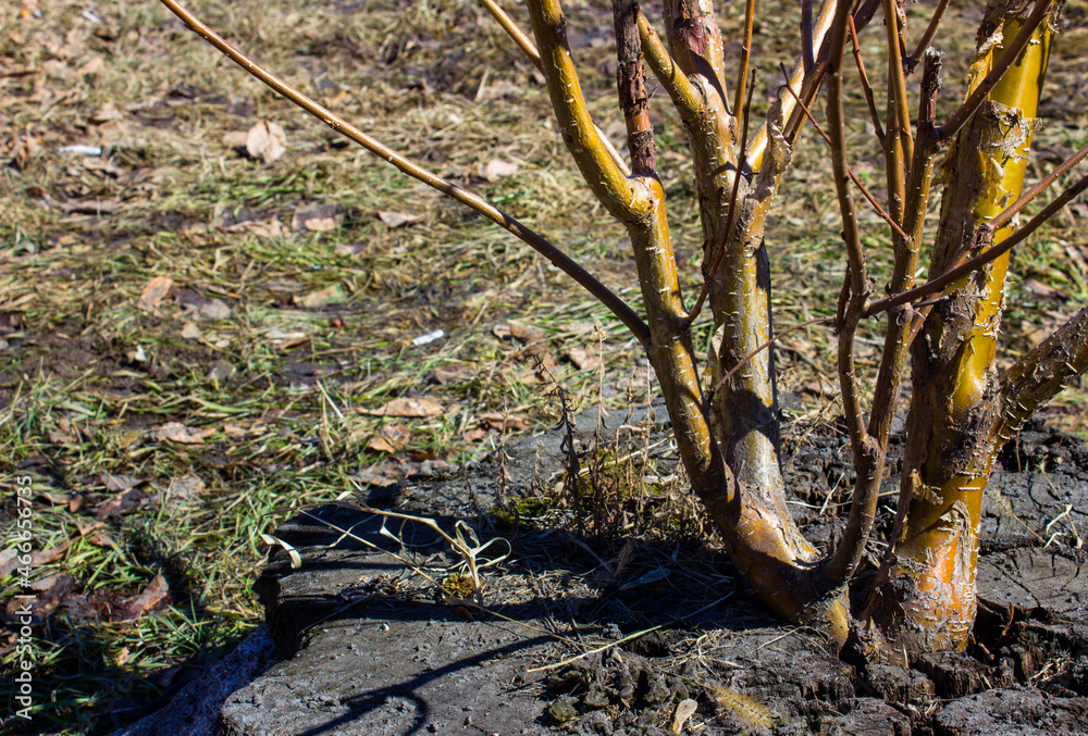 a new one grows from the old tree trunk. young tree trunk. Spring.
