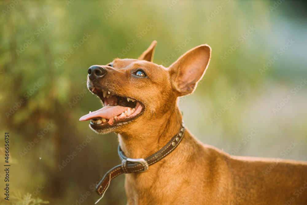 Brown Min Pin, miniature, pincher, Pinscher, Zwergpinscher Posing Outdoor In Sunny Summer Evening. Close Up Portrait Brown Min Pin, miniature, pincher, Pinscher, Zwergpinscher Posing Outdoor In Sunny Summer Evening. Close Up Portrait