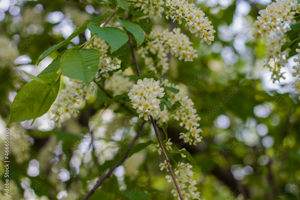 flowering bird cherry. spring flowering trees. natural background with flowers. flowering bird cherry. spring flowering trees. natural background with flowers.