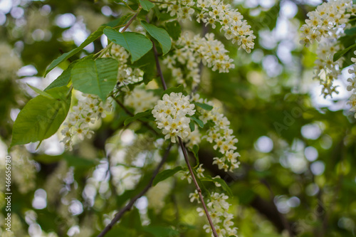 flowering bird cherry. spring flowering trees. natural background with flowers.