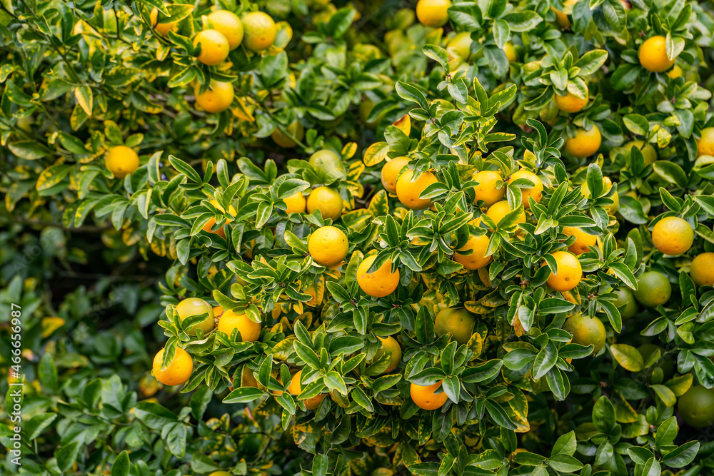 Orange tree in the garden, California Orange tree in the garden, California