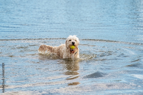 Labradoodle dog runs out of the water with a yellow ball in its mouth. White curly dog in the blue lake. Water drops of water leak from its mouth