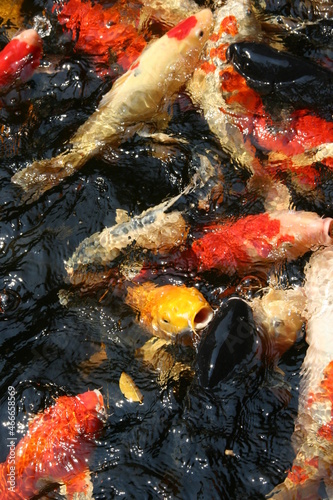 The beautiful fancy carp koi fish feeding in pond in the garden. Japan Koi Carp in Koi Pond float in water, view from above. Many colourful fishes in one place - yellow fish, orange fish.