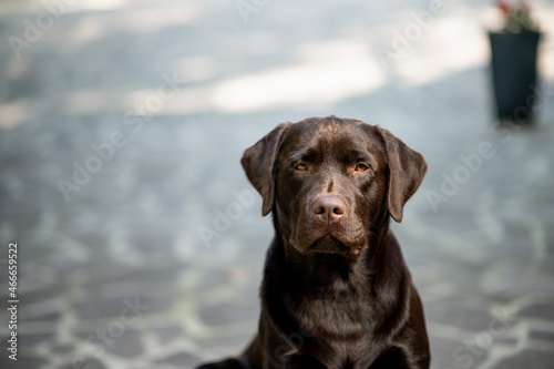 Purebred dog stares with serious face. Chocolate Labrador Close-up portrait looking at camera.