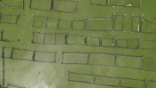 Wide aerial view of traditional floating fish pond on swamp in Indonesia photo