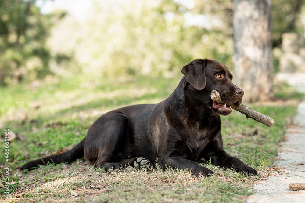 Purebred dog lying on grass paying with stick. Chocolate Labrador biting wood. Purebred dog lying on grass paying with stick. Chocolate Labrador biting wood.