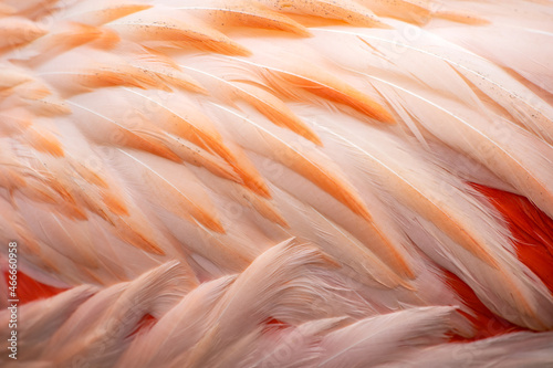 Texture of pink flamingo feathers. 