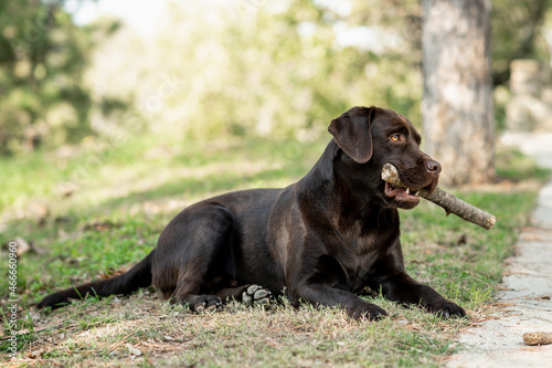 Purebred dog lying on grass paying with stick. Chocolate Labrador biting wood.