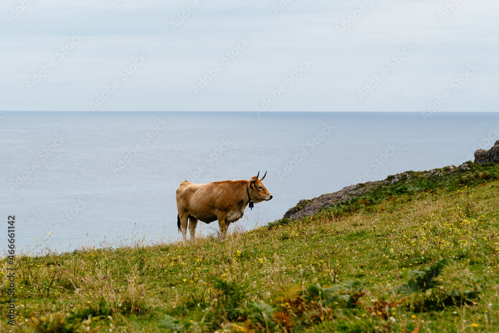Cow grazing on the meadow near the coast in Asturias. Asturian Valley cattle Cow grazing on the meadow near the coast in Asturias. Asturian Valley cattle