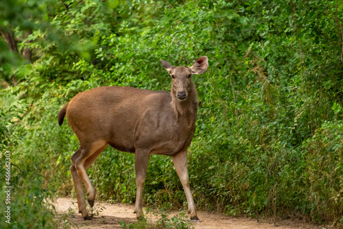 Sambar deer or rusa unicolor head on with eye contact in natural green background at jhalana leopard reserve rajasthan india