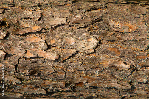 Close up of a seamless bark tree texture. Background texture of tree bark. Skin the bark of a tree that traces cracking. Wood Background.