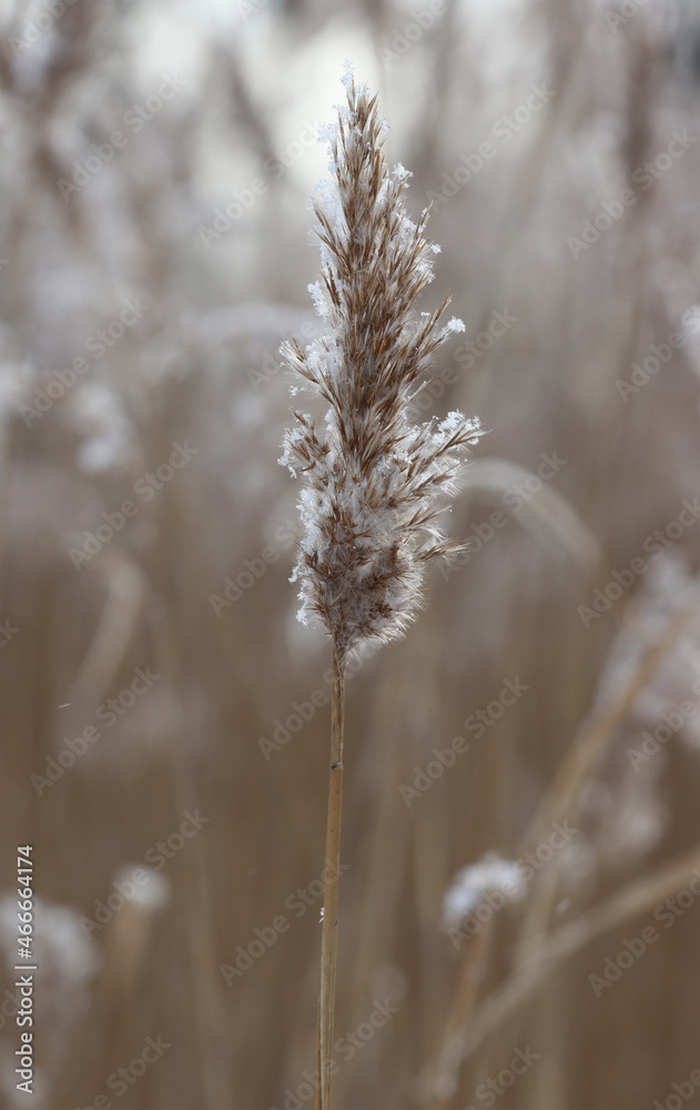 Common, dry reed in winter. Common, dry reed in winter.